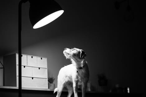 Dog looking into a spotlight